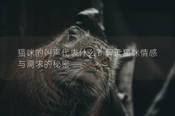 猫咪的叫声代表什么？解读猫咪情感与需求的秘密