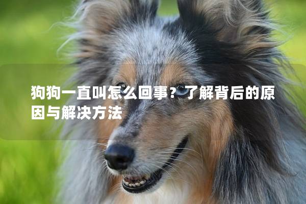 狗狗一直叫怎么回事？了解背后的原因与解决方法