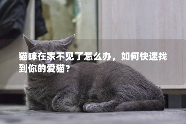 猫咪在家不见了怎么办，如何快速找到你的爱猫？