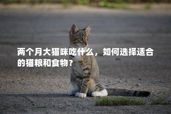 两个月大猫咪吃什么，如何选择适合的猫粮和食物？