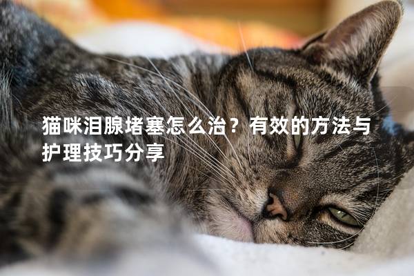 猫咪泪腺堵塞怎么治？有效的方法与护理技巧分享