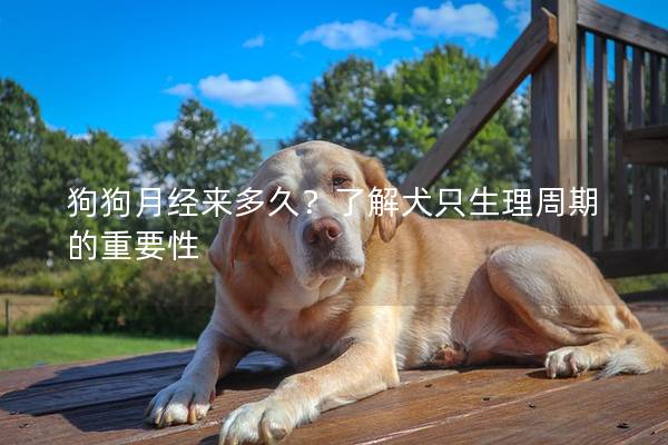 狗狗月经来多久？了解犬只生理周期的重要性