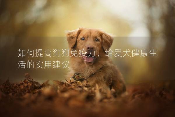 如何提高狗狗免疫力，给爱犬健康生活的实用建议