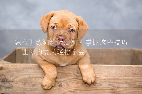 怎么训练狗狗上厕所？掌握这些技巧，让你的爱犬轻松学会