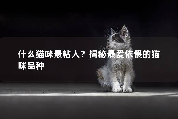 什么猫咪最粘人？揭秘最爱依偎的猫咪品种