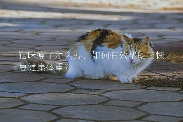 猫咪瘦了怎么办，如何有效帮助它恢复健康体重？