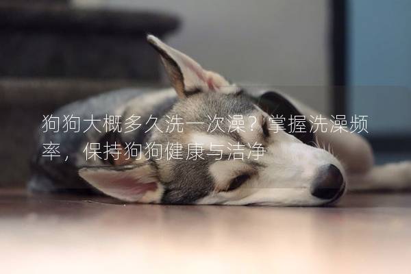 狗狗大概多久洗一次澡？掌握洗澡频率，保持狗狗健康与洁净