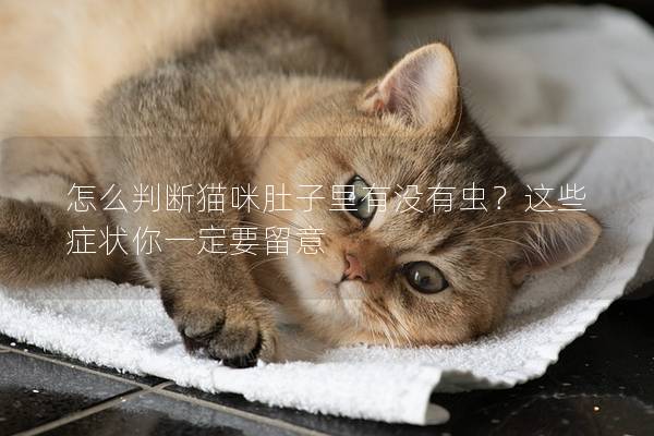 怎么判断猫咪肚子里有没有虫？这些症状你一定要留意