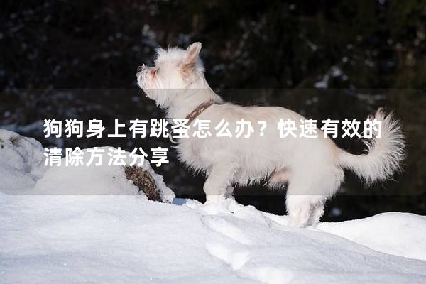 狗狗身上有跳蚤怎么办？快速有效的清除方法分享