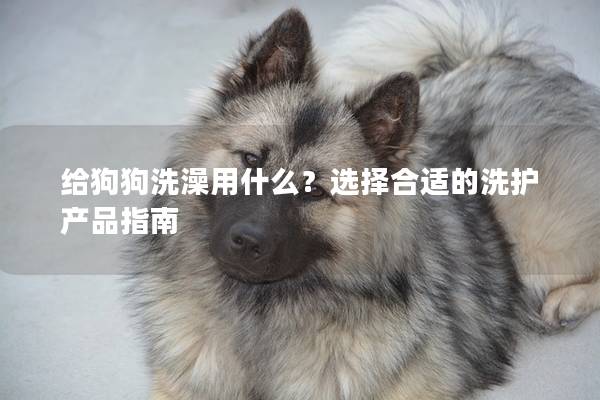 给狗狗洗澡用什么？选择合适的洗护产品指南