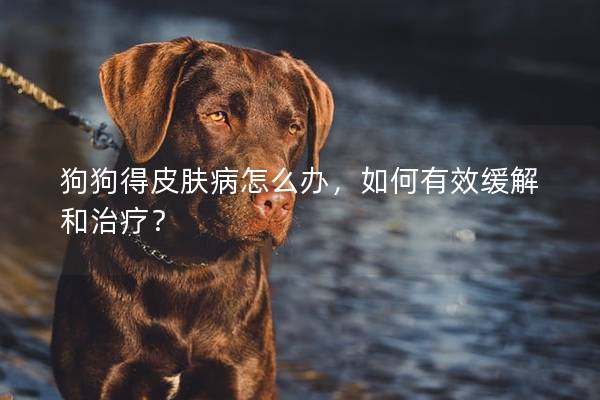 狗狗得皮肤病怎么办，如何有效缓解和治疗？