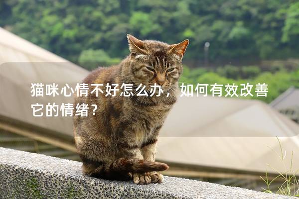 猫咪心情不好怎么办，如何有效改善它的情绪？