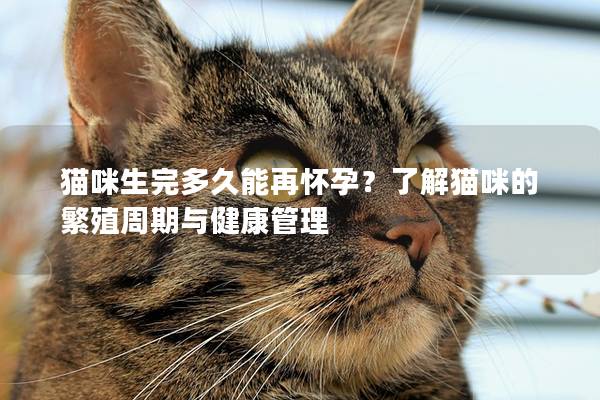 猫咪生完多久能再怀孕？了解猫咪的繁殖周期与健康管理