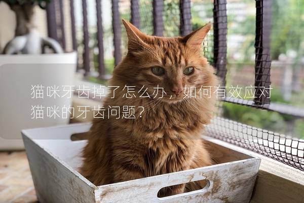 猫咪牙齿掉了怎么办，如何有效应对猫咪的牙齿问题？