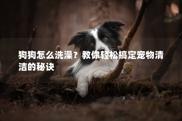 狗狗怎么洗澡？教你轻松搞定宠物清洁的秘诀