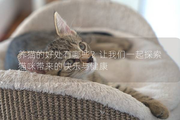 养猫的好处有哪些？让我们一起探索猫咪带来的快乐与健康