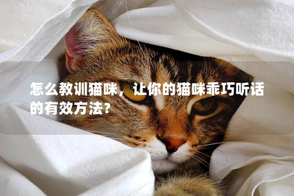 怎么教训猫咪，让你的猫咪乖巧听话的有效方法？