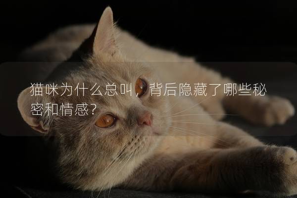 猫咪为什么总叫，背后隐藏了哪些秘密和情感？