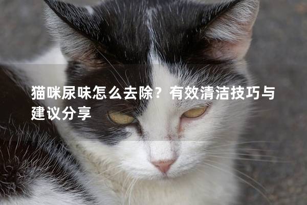 猫咪尿味怎么去除？有效清洁技巧与建议分享