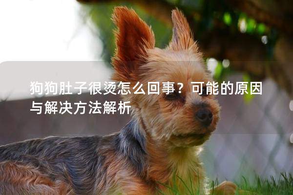 狗狗肚子很烫怎么回事？可能的原因与解决方法解析