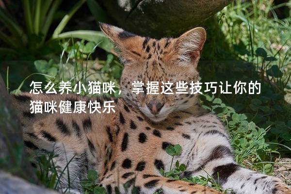 怎么养小猫咪，掌握这些技巧让你的猫咪健康快乐