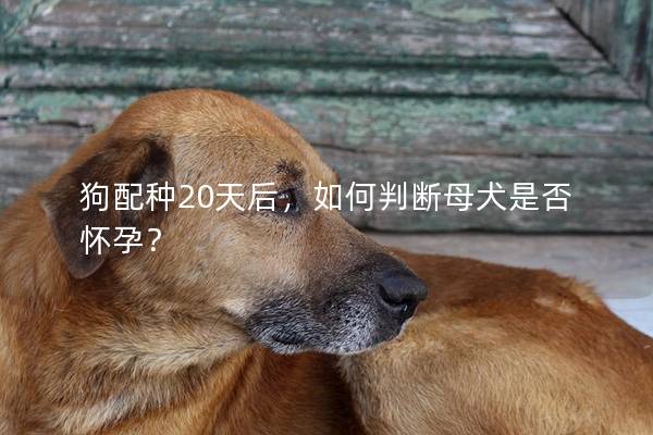 狗配种20天后，如何判断母犬是否怀孕？