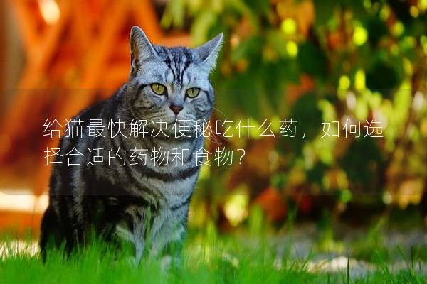 给猫最快解决便秘吃什么药，如何选择合适的药物和食物？