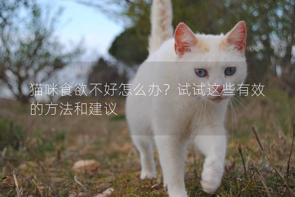 猫咪食欲不好怎么办？试试这些有效的方法和建议