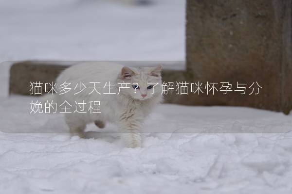 猫咪多少天生产？了解猫咪怀孕与分娩的全过程