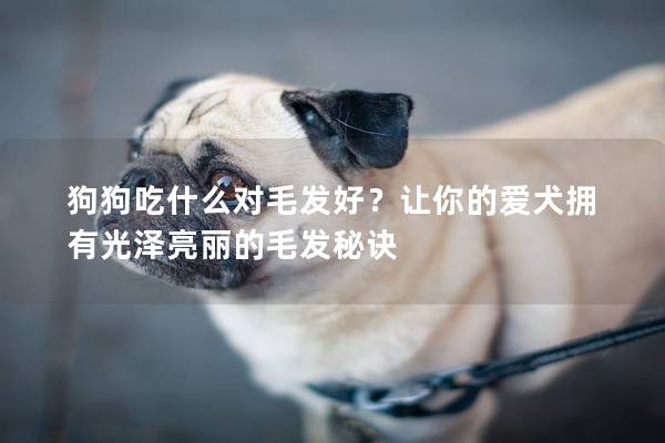 狗狗吃什么对毛发好？让你的爱犬拥有光泽亮丽的毛发秘诀