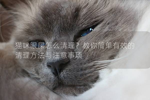 猫咪眼屎怎么清理？教你简单有效的清理方法与注意事项