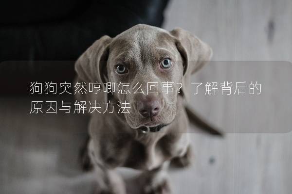 狗狗突然哼唧怎么回事？了解背后的原因与解决方法