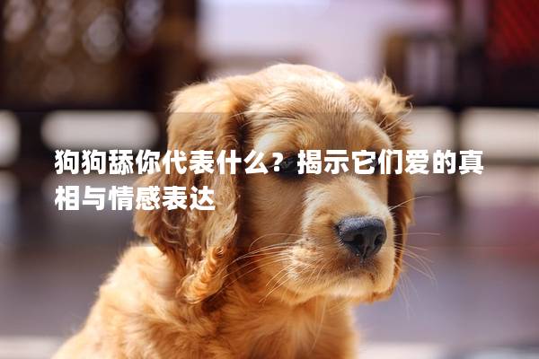 狗狗舔你代表什么？揭示它们爱的真相与情感表达