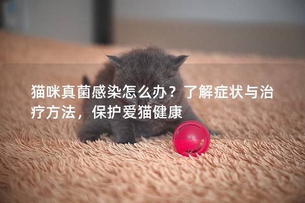 猫咪真菌感染怎么办？了解症状与治疗方法，保护爱猫健康