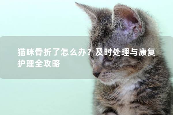 猫咪骨折了怎么办？及时处理与康复护理全攻略