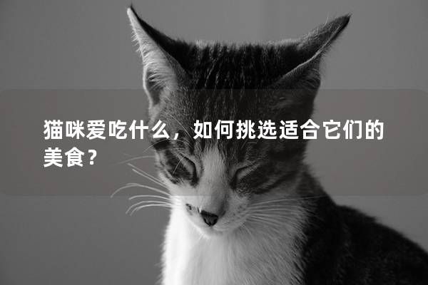 猫咪爱吃什么，如何挑选适合它们的美食？