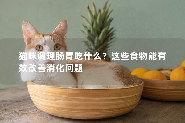 猫咪调理肠胃吃什么？这些食物能有效改善消化问题