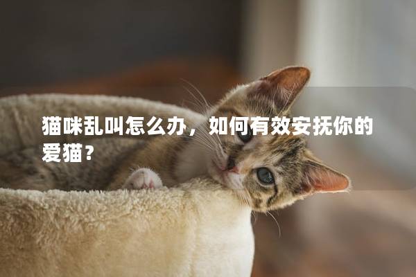 猫咪乱叫怎么办，如何有效安抚你的爱猫？