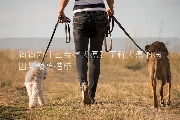 狗狗为什么会得犬瘟？了解犬瘟的病因与预防措施