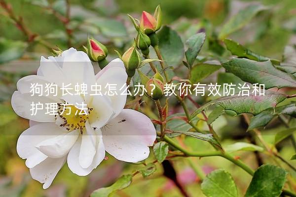 狗狗长蜱虫怎么办？教你有效防治和护理方法