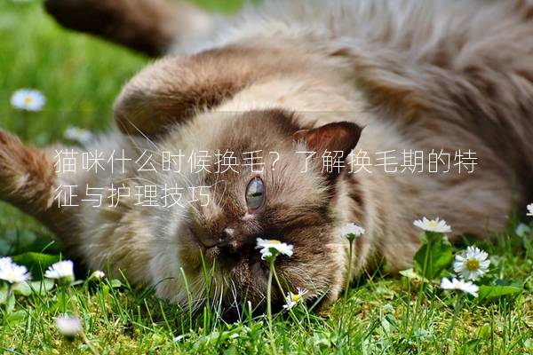 猫咪什么时候换毛？了解换毛期的特征与护理技巧