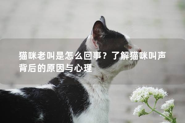 猫咪老叫是怎么回事？了解猫咪叫声背后的原因与心理