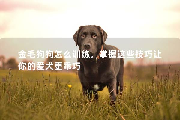 金毛狗狗怎么训练，掌握这些技巧让你的爱犬更乖巧