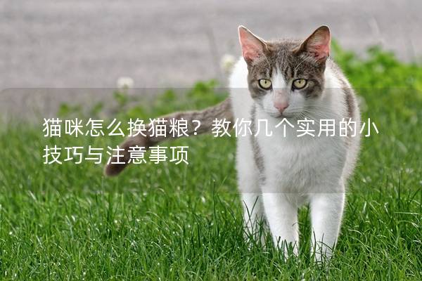 猫咪怎么换猫粮？教你几个实用的小技巧与注意事项