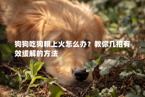 狗狗吃狗粮上火怎么办？教你几招有效缓解的方法