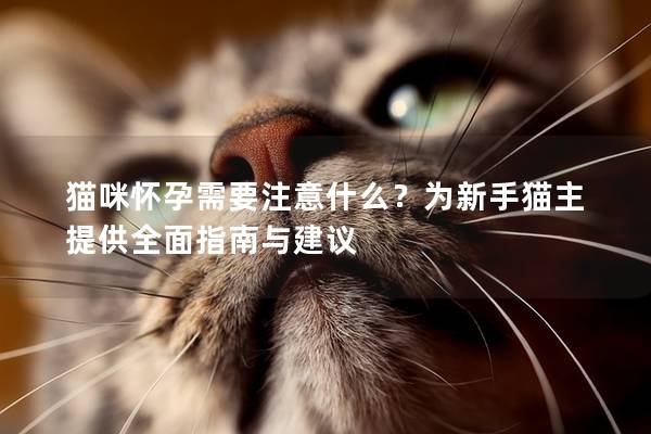 猫咪怀孕需要注意什么？为新手猫主提供全面指南与建议