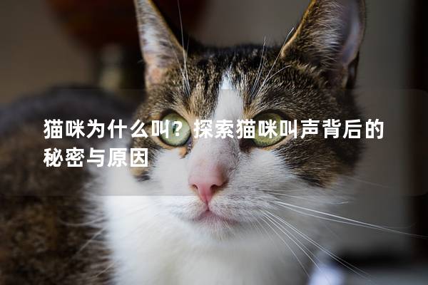 猫咪为什么叫？探索猫咪叫声背后的秘密与原因