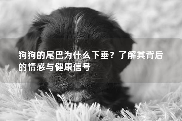 狗狗的尾巴为什么下垂？了解其背后的情感与健康信号