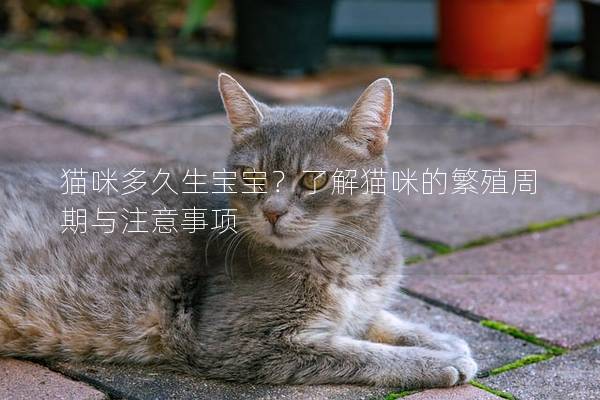 猫咪多久生宝宝？了解猫咪的繁殖周期与注意事项