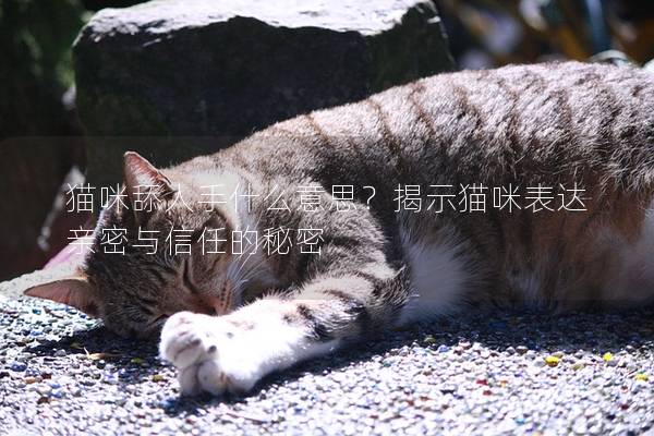 猫咪舔人手什么意思？揭示猫咪表达亲密与信任的秘密